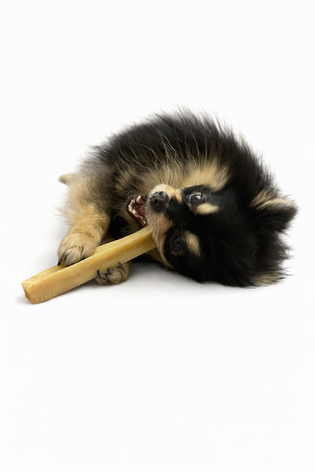 🦴 La mastication chez le chien : bienfaits, importance et quels chiens en ont besoin ?