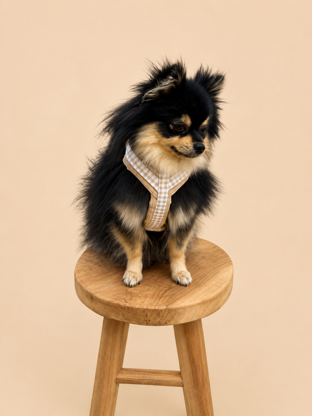 Harnais chien Vichy beige en velours côtelé 🤎
