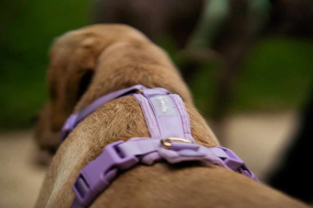 Harnais pour chien – Lila en velours côtelé 💜