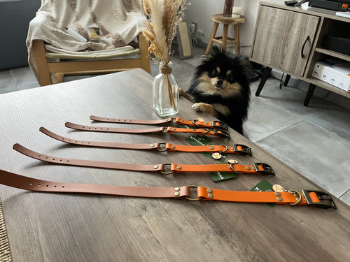 Collier chien biothane