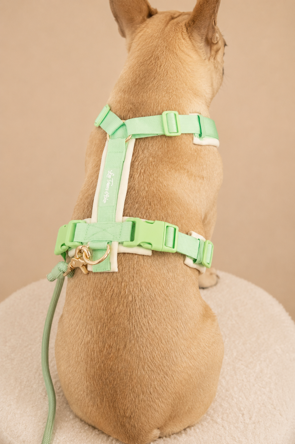 Harnais pour chien – Vert pastel en velours 💚