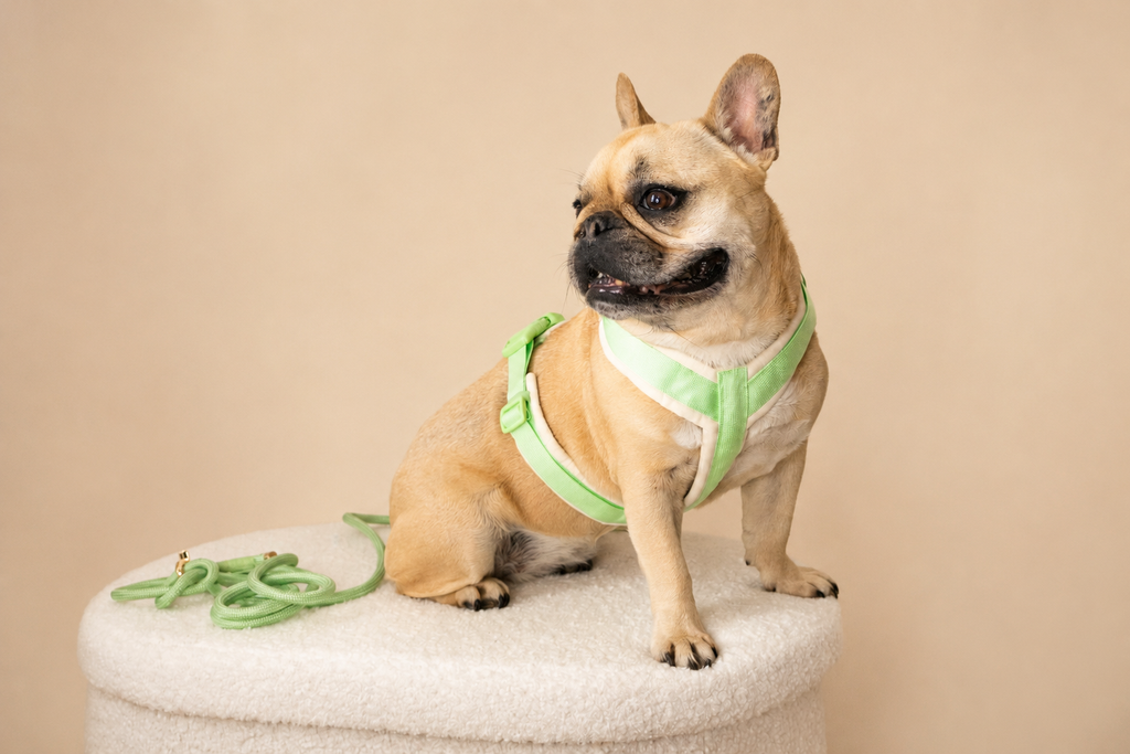 Harnais pour chien – Vert pastel en velours 💚