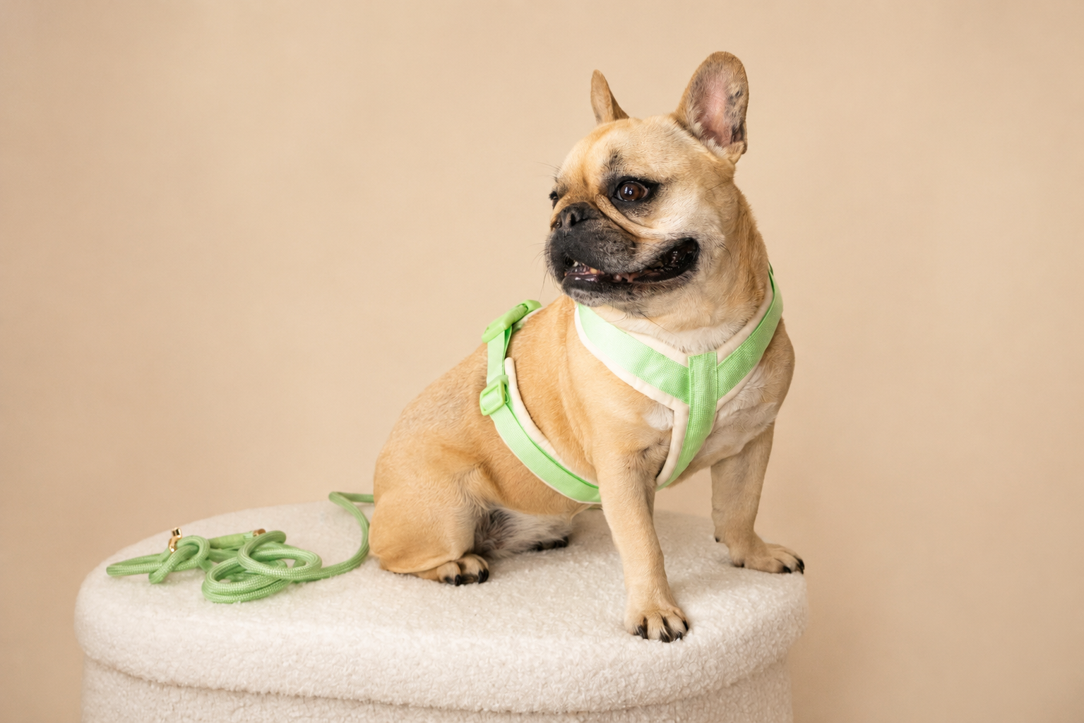 Harnais pour chien – Vert pastel en velours 💚