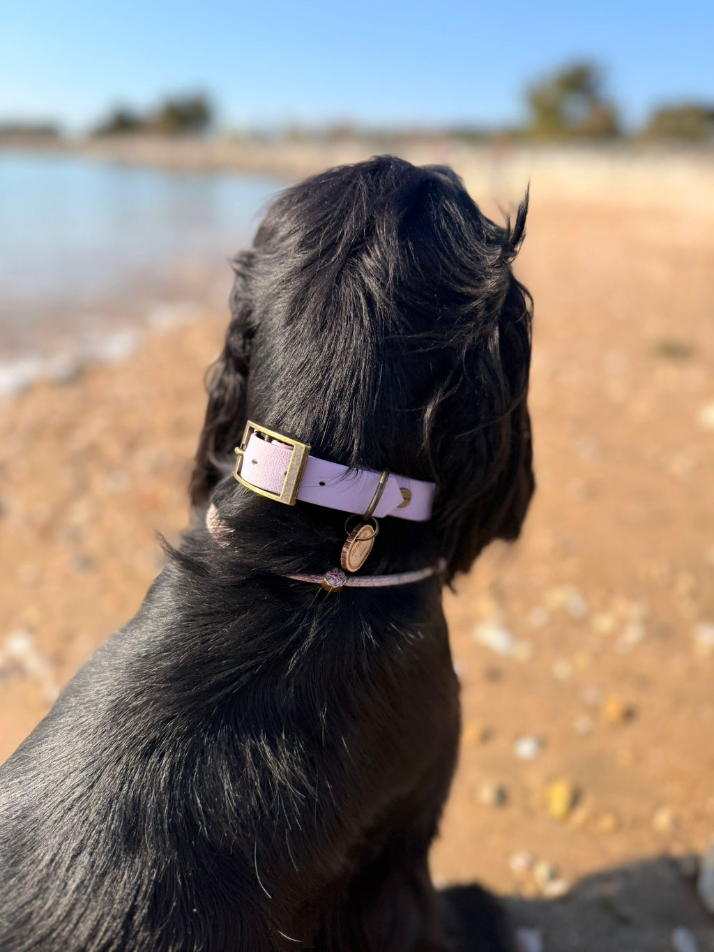 Collier chien Biothane Lila pastel – fait main – largeur 19 mm