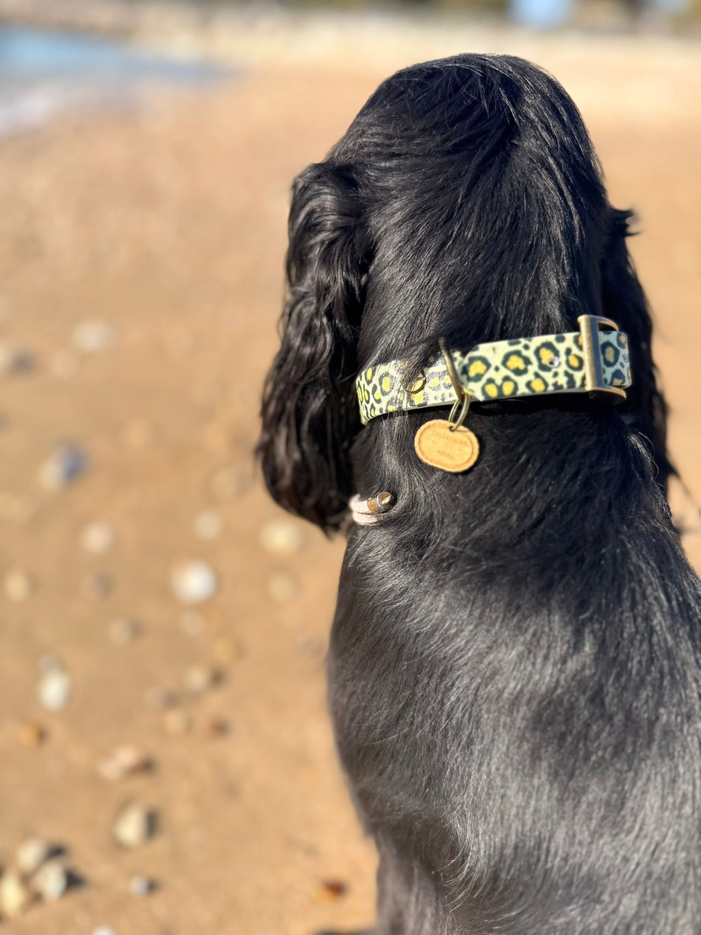 🐕 Collier chien Biothane Léopard – fait main – largeur 19 ou 25mm