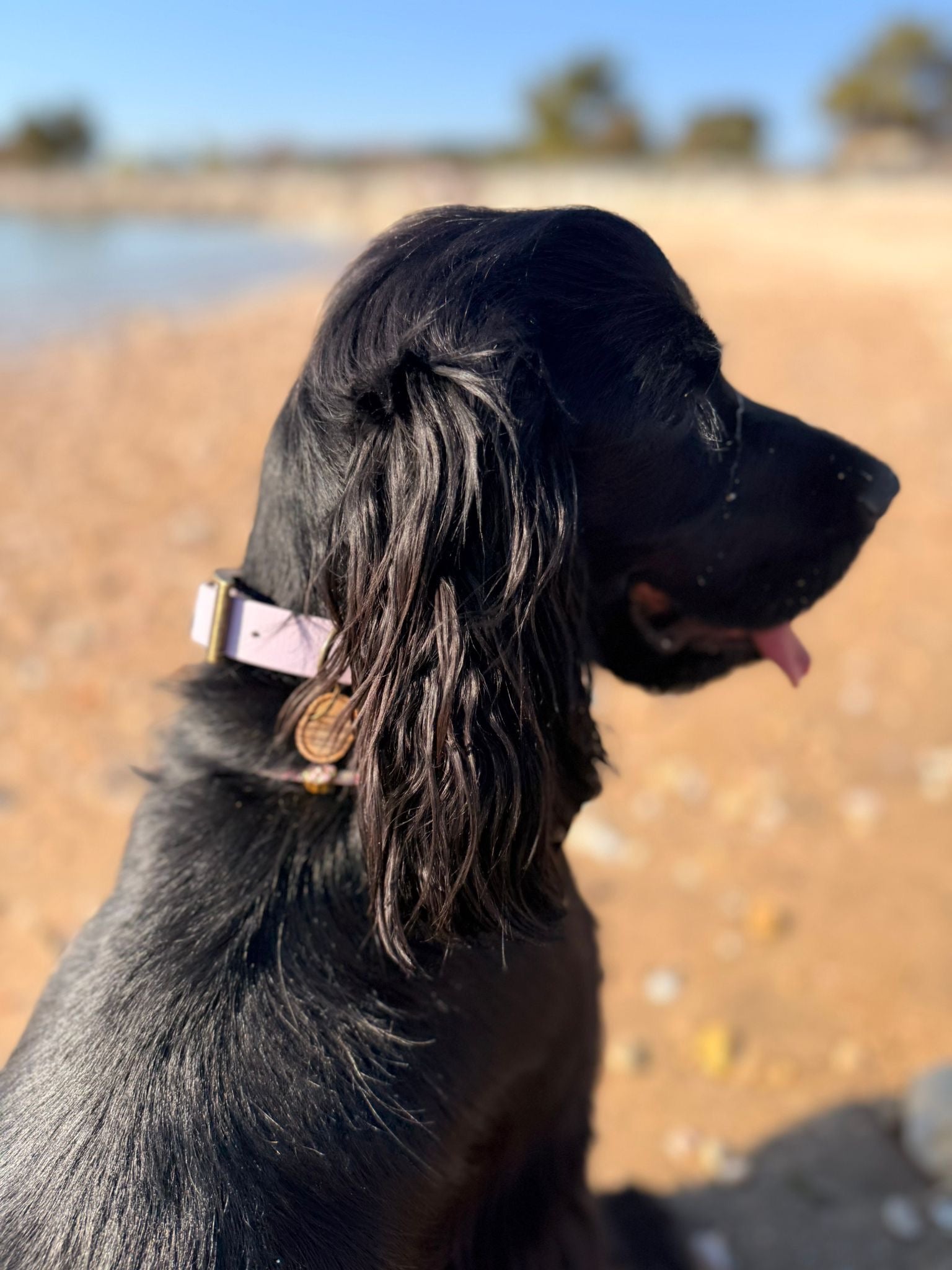 Collier chien Biothane Lila pastel – fait main – largeur 19 mm