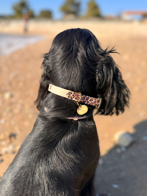 Collier chien Biothane bicolore Beige Léopard – fait main – largeur 16 mm