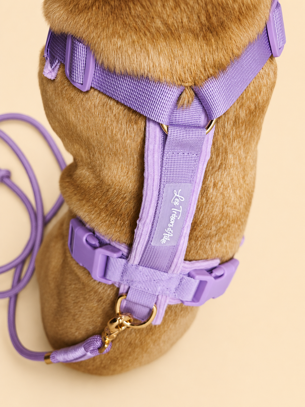 Harnais pour chien – Lila en velours côtelé 💜