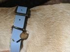 Collier chien Biothane bleu pastel – fait main – largeur 25mm