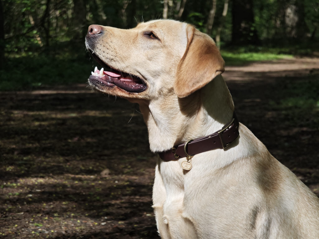 Collier chien Biothane chocolat- fait main- largeur 19 ou 25mm