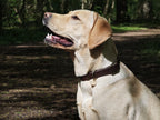 Collier chien Biothane chocolat- fait main- largeur 19 ou 25mm