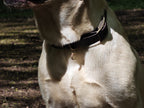 Collier chien Biothane chocolat- fait main- largeur 19 ou 25mm