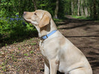 Collier chien Biothane bleu pastel – fait main – largeur 25mm