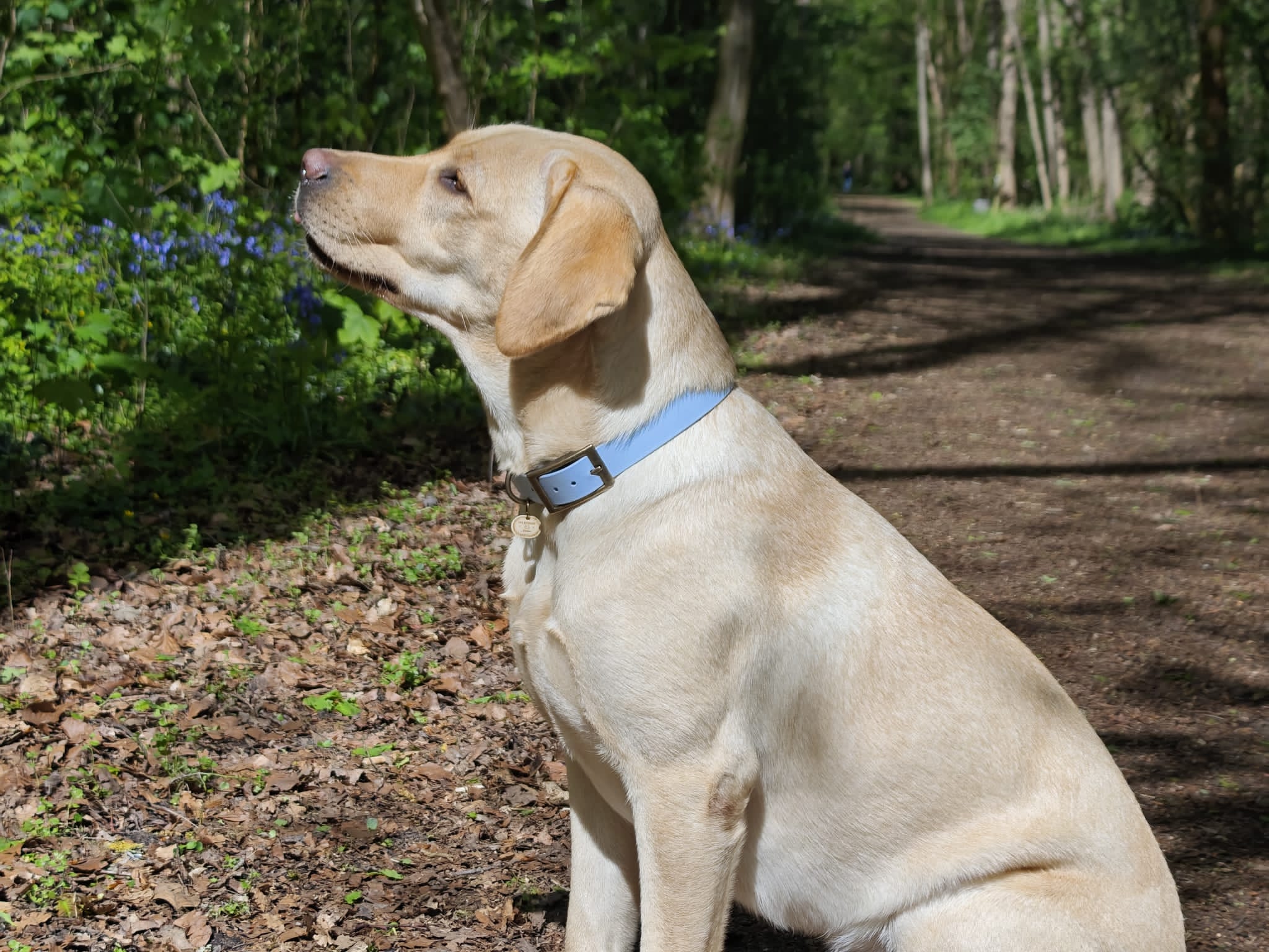 Collier chien Biothane bleu pastel – fait main – largeur 25mm