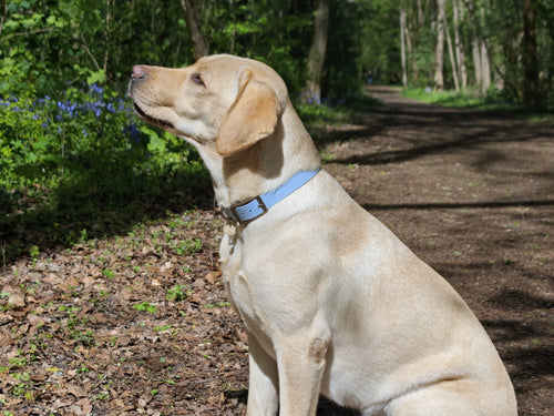 Collier chien Biothane bleu pastel – fait main – largeur 25mm